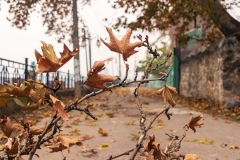 Jehalum-Bund-Chinar-_MG_3296-Edit-2019